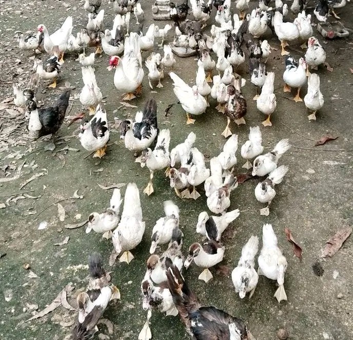 Potensi Ekonomi dan Teknik Budidaya Bebek Manila: Peluang Bisnis Menjanjikan di Sektor Peternakan