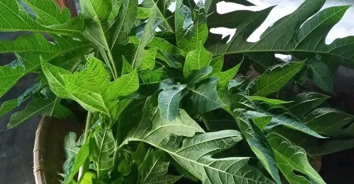 Khasiat Daun Pepaya untuk Kesehatan: Solusi Alami yang Kaya Manfaat