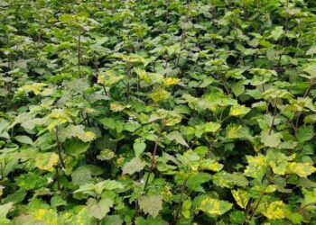 Nilam: Sumber Minyak Atsiri Berkualitas untuk Industri Wewangian Dunia