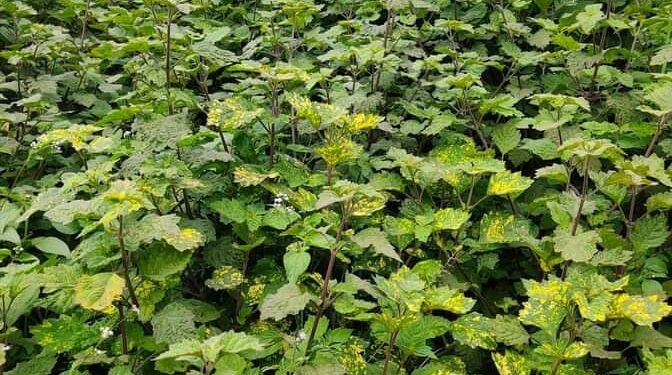 Nilam: Sumber Minyak Atsiri Berkualitas untuk Industri Wewangian Dunia