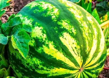 Rahasia di Balik Kesegaran Semangka: Buah Super untuk Kesehatan