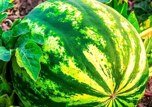 Rahasia di Balik Kesegaran Semangka: Buah Super untuk Kesehatan