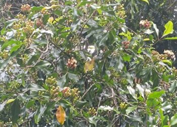 Ternyata Banyak Khasiat Buah Cingkeh, Salah Satunya Menghilangkan Bau Mulut