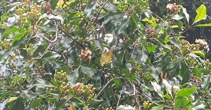 Ternyata Banyak Khasiat Buah Cingkeh, Salah Satunya Menghilangkan Bau Mulut