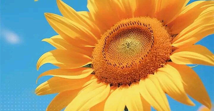 Bunga Matahari: Peluang Agribisnis Menjanjikan di Berbagai Sektor