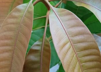 Khasiat Daun Mangga untuk Kesehatan, dari Imunitas Hingga Kecantikan