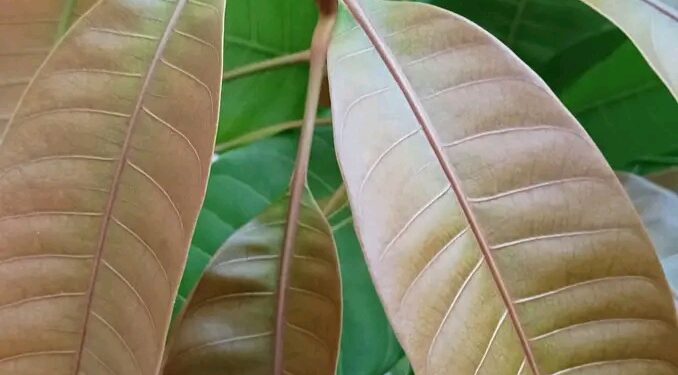 Khasiat Daun Mangga untuk Kesehatan, dari Imunitas Hingga Kecantikan
