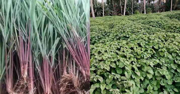 Nilam Mendapatkan Saingan Baru: Sereh Wangi Mulai Menarik Perhatian