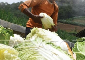 Mengenal Jenis Sawi, Sayuran Kaya Gizi untuk Hidangan Sehari-Hari
