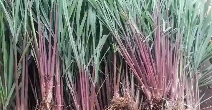 Minyak Sereh Wangi: Manfaat dan Potensinya untuk Kesehatan serta Industri 
