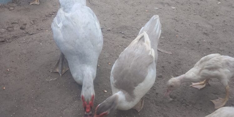 Momen: Dhiya Perkenalkan “Bebek Raja” di Awal Tahun Baru 2025