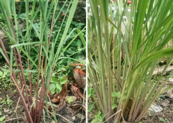 VIRAL.! Sereh Wangi, Komoditas Pertanian Unggulan dengan Segudang Manfaat