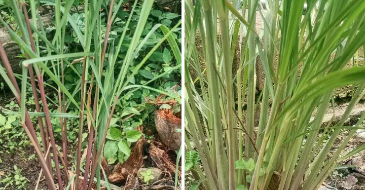 VIRAL.! Sereh Wangi, Komoditas Pertanian Unggulan dengan Segudang Manfaat