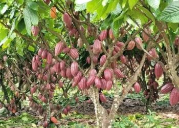 Harga Kakao 2025 Naik, Kemendag Tetapkan Harga Referensi Februari 11.102,84 Dolar AS per Metrik Ton