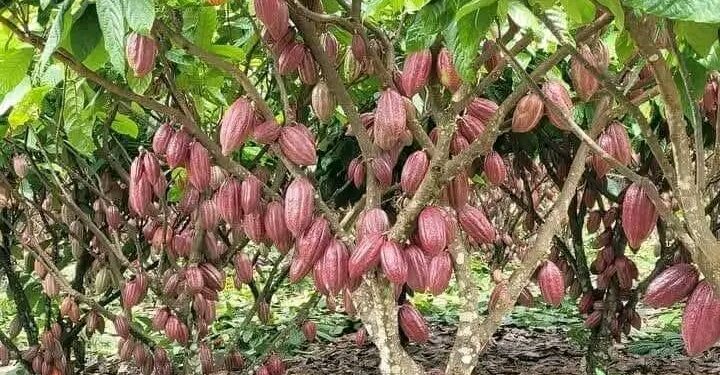 Harga Kakao 2025 Naik, Kemendag Tetapkan Harga Referensi Februari 11.102,84 Dolar AS per Metrik Ton