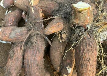 Petani Singkong Bernafas Lega! Mentan Tetapkan Harga Minimal Rp1.350/Kg  