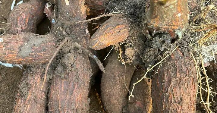 Petani Singkong Bernafas Lega! Mentan Tetapkan Harga Minimal Rp1.350/Kg  