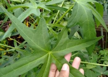 Rahasia Sehat Daun Gedi ( Yondog ) ,,Superfood dengan Segudang Manfaat Kesehatan