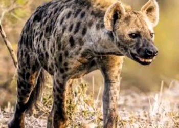 FAKTA MENARIK: Proses Melahirkan Hyena Betina Ternyata Sangat Menyakitkan