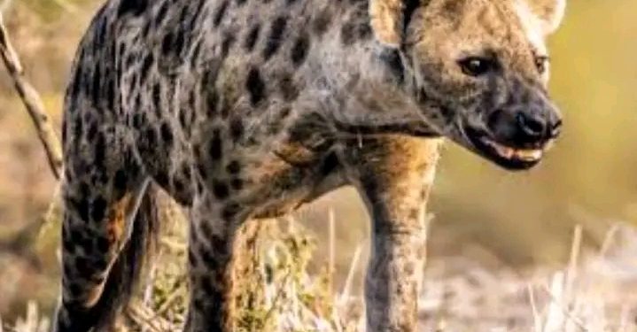 FAKTA MENARIK: Proses Melahirkan Hyena Betina Ternyata Sangat Menyakitkan