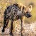 FAKTA MENARIK: Proses Melahirkan Hyena Betina Ternyata Sangat Menyakitkan