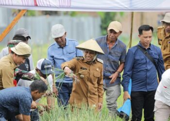 Wujud Ketahanan Pangan: Wali Kota Hadiri Panen Raya Kelompok Tani Berkah