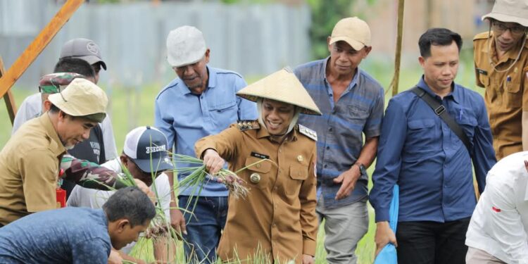 Wujud Ketahanan Pangan: Wali Kota Hadiri Panen Raya Kelompok Tani Berkah