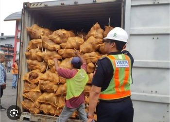 Ekspor Kelapa RI Tembus Rp517 Miliar di Awal 2025! China Borong Ribuan Ton, Sinyal Cerah untuk Petani…
