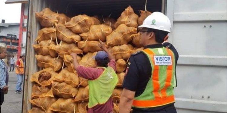 Ekspor Kelapa RI Tembus Rp517 Miliar di Awal 2025! China Borong Ribuan Ton, Sinyal Cerah untuk Petani…