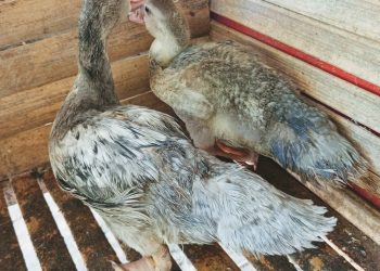 Bebek Rambon, Si Primadona Baru: Warna Eksotis dan Harga Selangit
