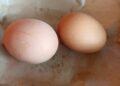 Ternyata Ini Khasiat Telur Ayam Rebus, Banyak yang Belum Tahu!