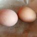Ternyata Ini Khasiat Telur Ayam Rebus, Banyak yang Belum Tahu!