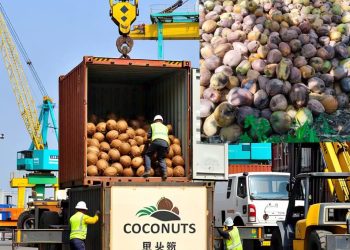 Export Kelapa Biji Meningkat Ancaman Bagi Perusahaan Lokal