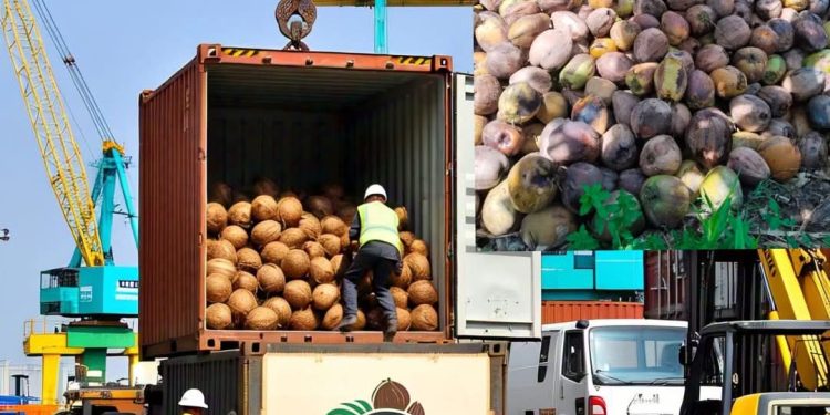 Export Kelapa Biji Meningkat Ancaman Bagi Perusahaan Lokal