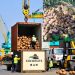 Export Kelapa Biji Meningkat Ancaman Bagi Perusahaan Lokal