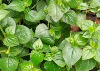 Rahasia Sirih Cina: Tanaman Liar yang Kaya Manfaat, Ternyata Bukan Gulma Biasa!