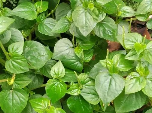 Rahasia Sirih Cina: Tanaman Liar yang Kaya Manfaat, Ternyata Bukan Gulma Biasa!