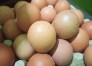 Telur Ayam Membuat Tubuh Sehat, Ini Alasannya