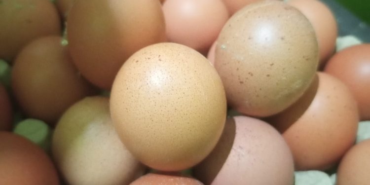 Telur Ayam Membuat Tubuh Sehat, Ini Alasannya