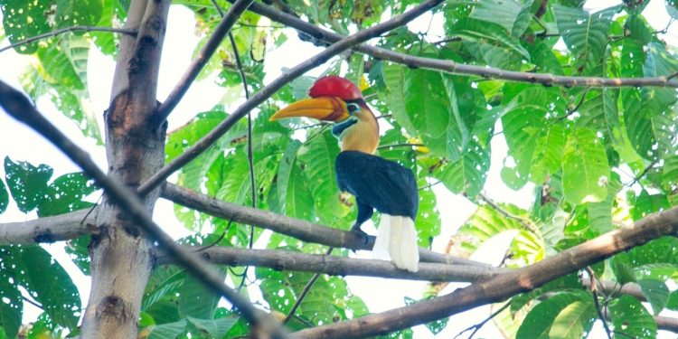 Rangkong Sulawesi Masih Bertahan: Jejak Sayap Eksotis di Hutan Totabuan