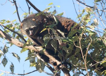 Kutoi Satwa Penghuni Malam Hutan Tropis Tanah Totabuan yang Terancam Punah